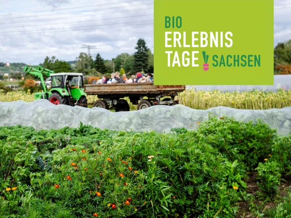 Ein Traktor fährt auf einem Gemüse-Acker. Im Traktoranhänger sitzen Personen. Schriftzug: Bio-Erlebnistage Sachsen.