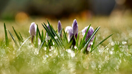 Frühlingsspaziergänge 2026 Krokusse auf einer Wiese im Morgentau