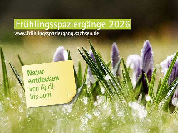 Blühende Krokusse auf einer Wiese im Morgentau, mit Schriftzug »Frühlingsspaziergänge 2026 – Natur entdecken von April bis Juni«