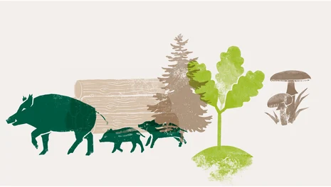 Wald Themenbereich Wald: Illustration mit Wildschweinen, Holzstapel, Pilzen, Nadelbaum und jungem Eichenbaum